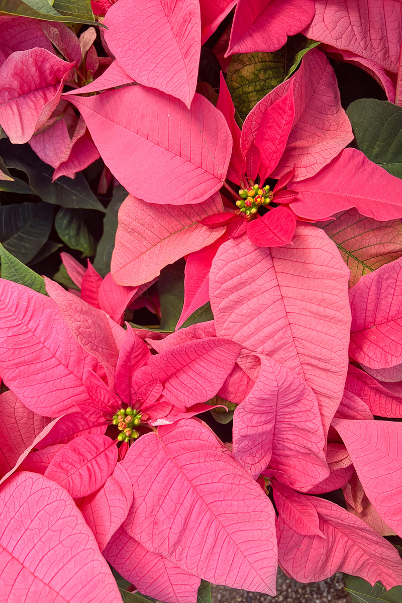 Poinsettia, Pink 8"