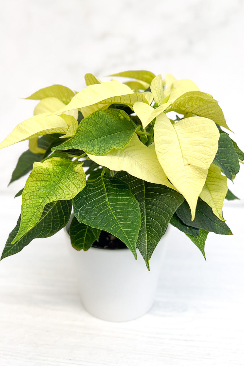 Poinsettia, White 4"