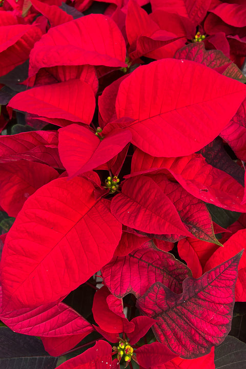 Poinsettia, Red 12"