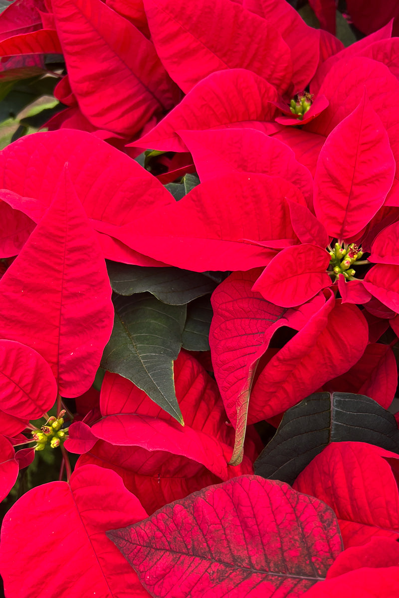 Poinsettia, Red 10" Standard