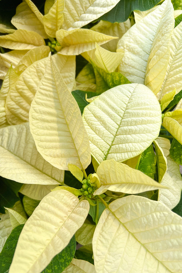 Poinsettia, White 10"