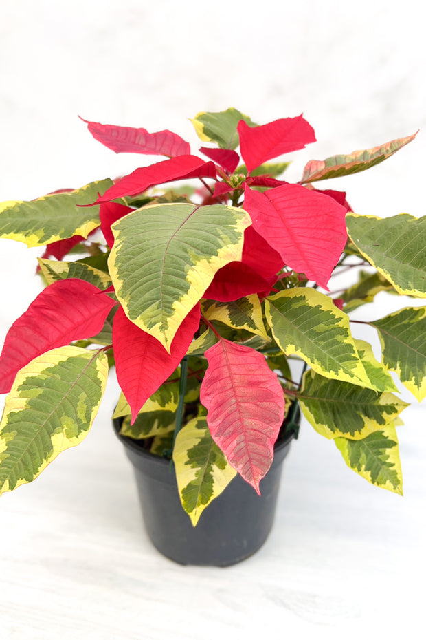 Poinsettia, Tapestry 6"