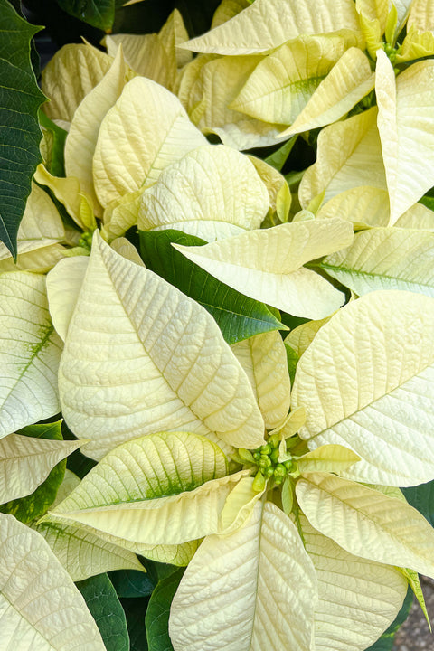 Poinsettia, White 9"