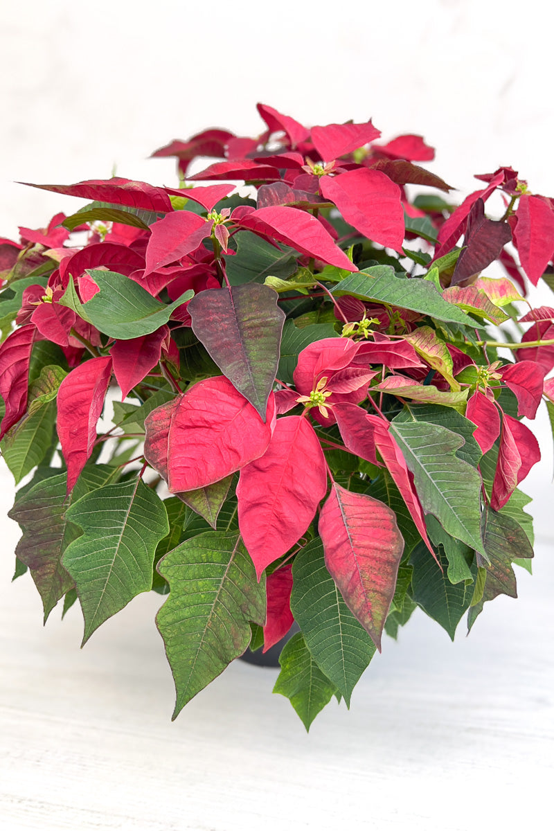 Poinsettia, Cortez Burgundy 10"