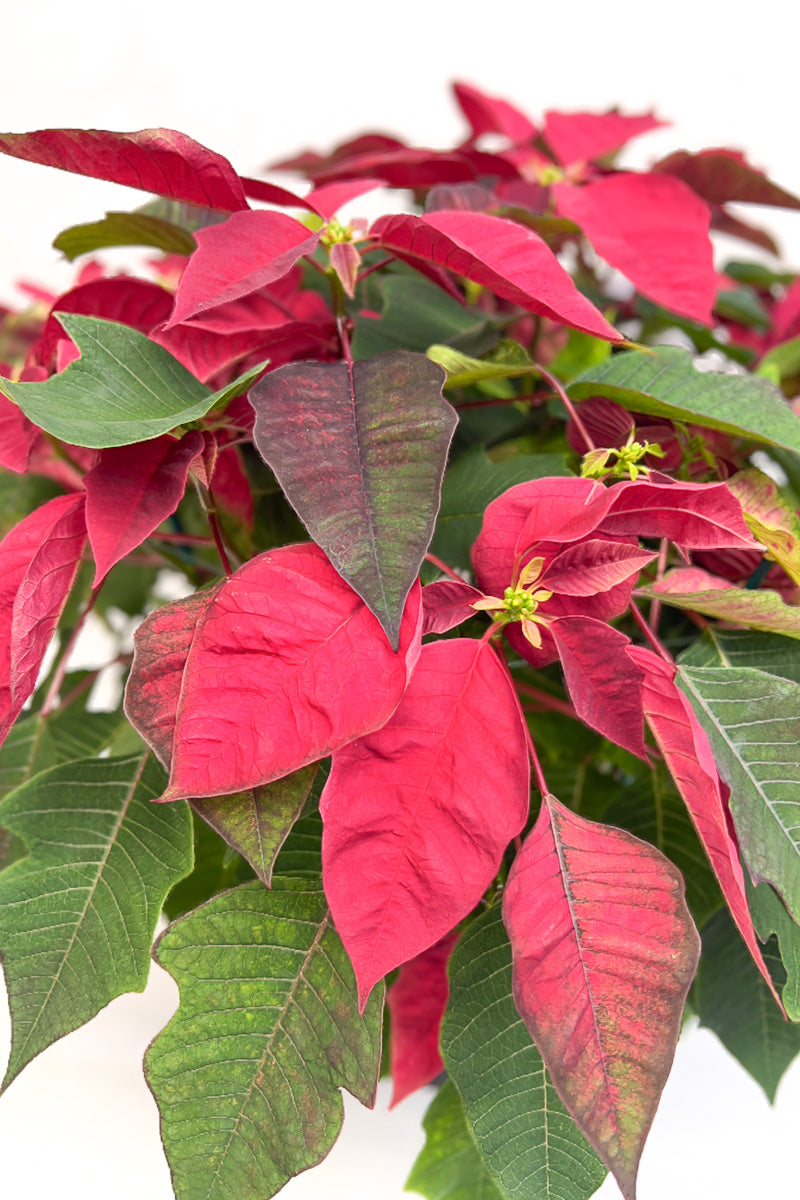 Poinsettia, Burgundy 6"