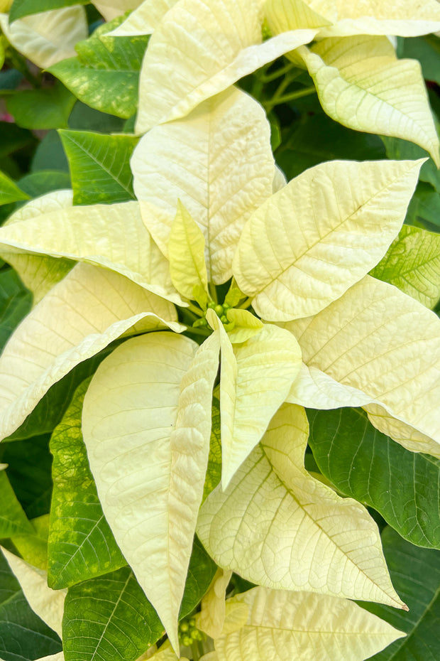 Poinsettia, White 8"