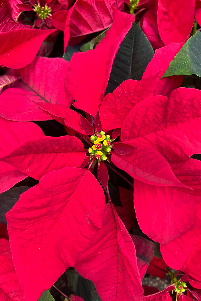 Poinsettia, Red 10"