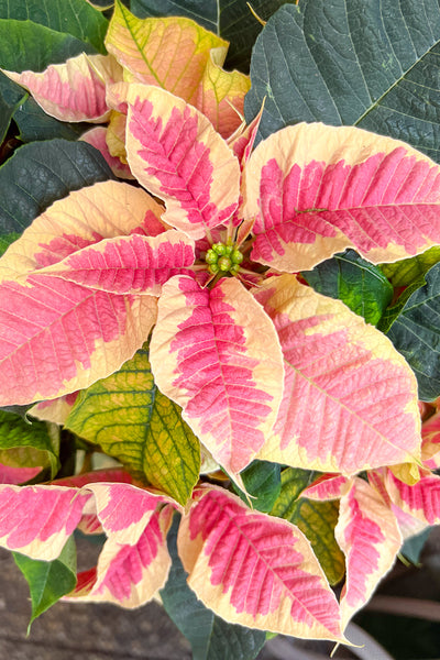 Poinsettia, Marble 10"