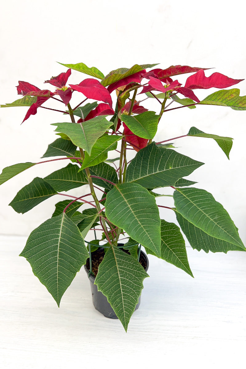 Poinsettia, Cortez Burgundy 6"