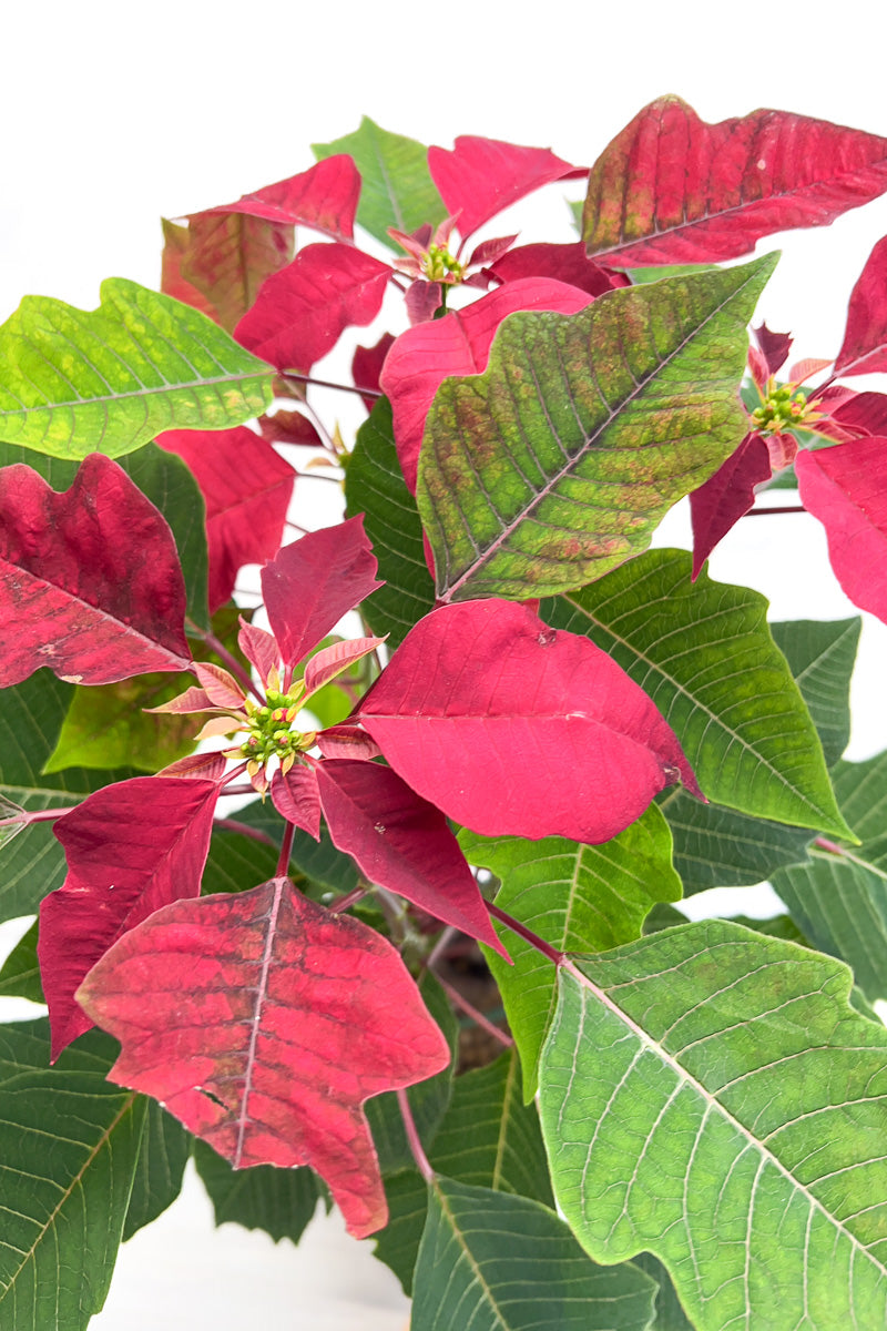 Poinsettia, Cortez Burgundy 6"