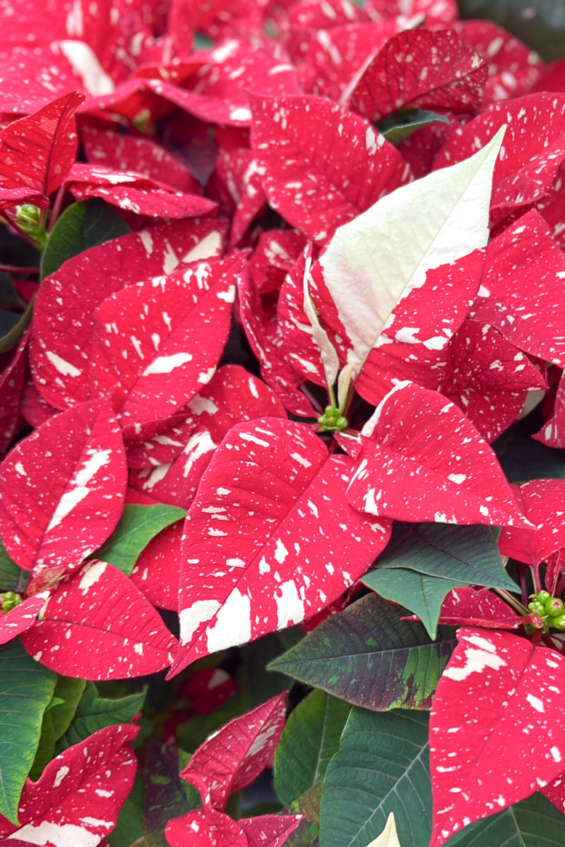 Poinsettia, Red Glitter 6"