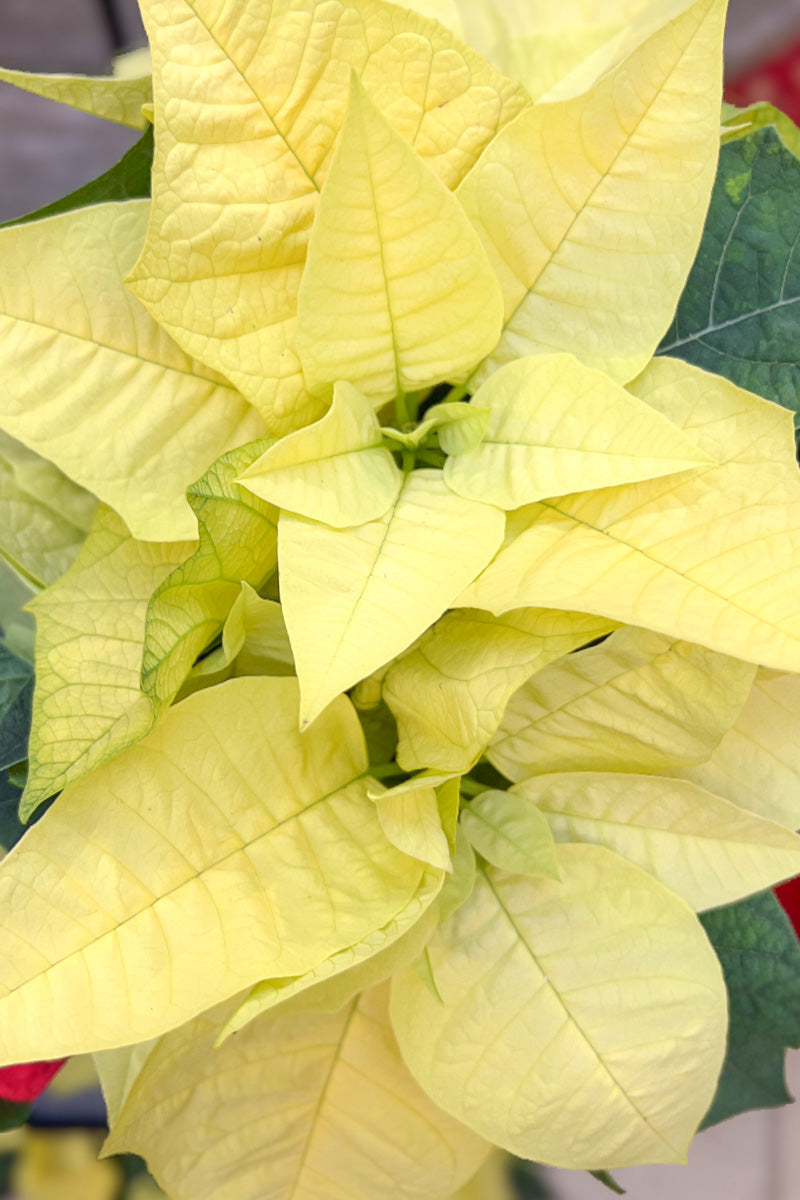 Poinsettia, Lemon Glow 6"