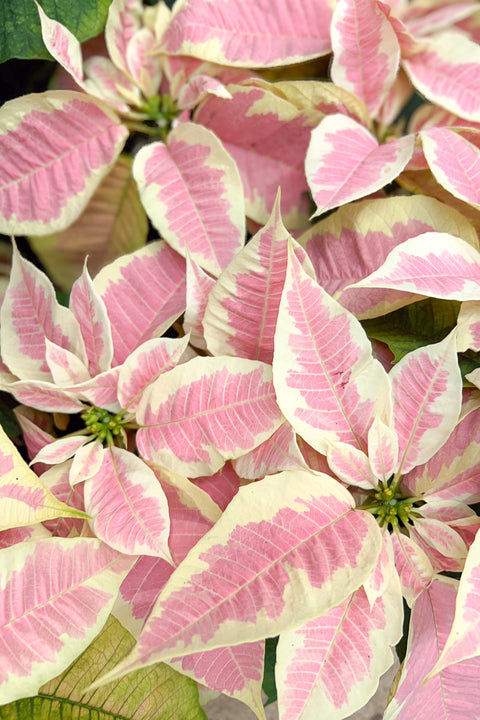 Poinsettia, Christmas Joy Marble 8"