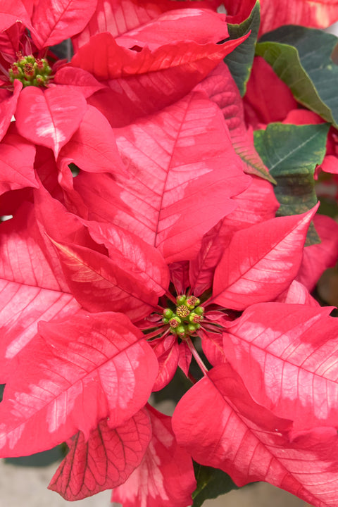 Poinsettia, Ice Punch 4"