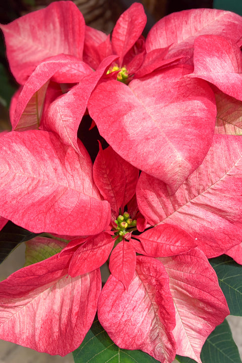 Poinsettia, Ice Crystal 8"