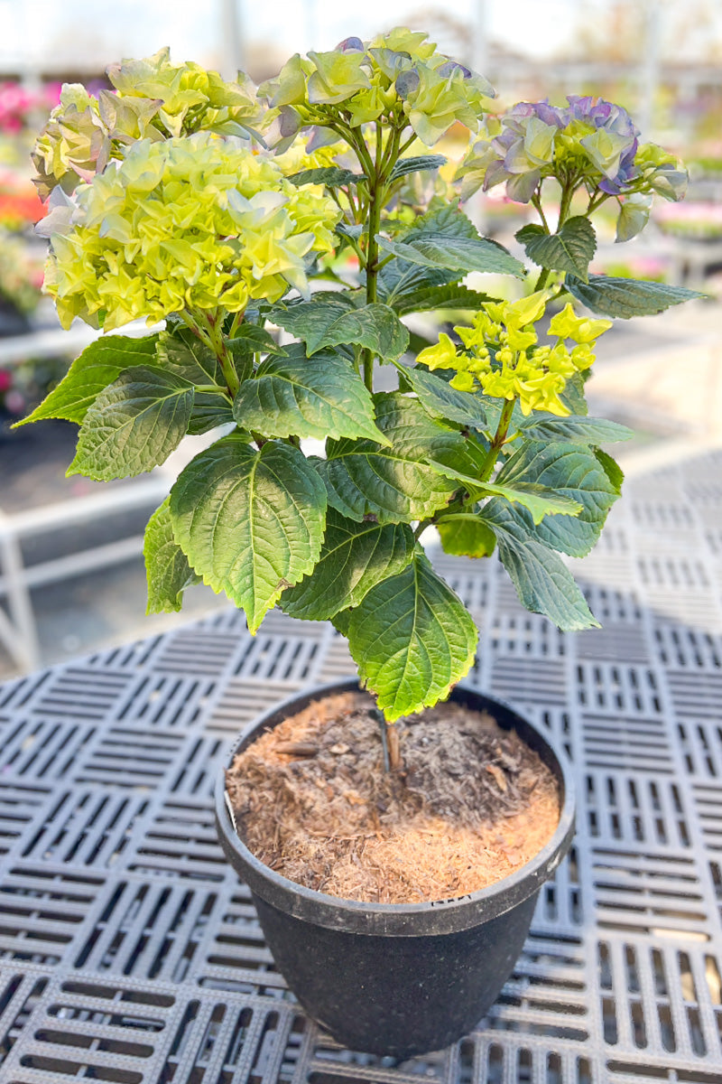 Hydrangea, Florist's Blue 6" Std