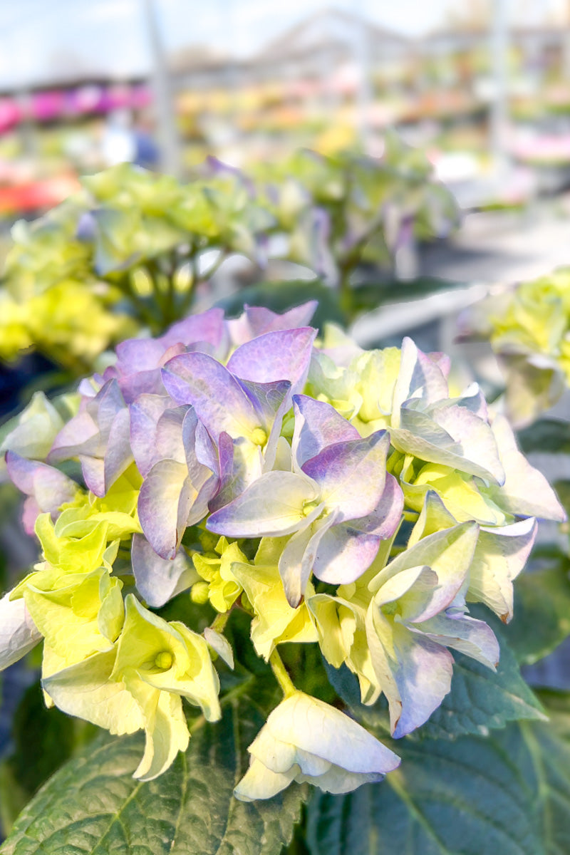 Hydrangea, Florist's Blue 6" Std