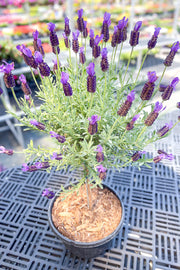 TOPIARY, FRENCH LAVENDER 7"