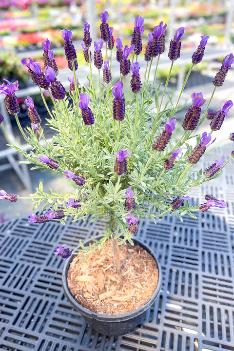 TOPIARY, FRENCH LAVENDER 7"