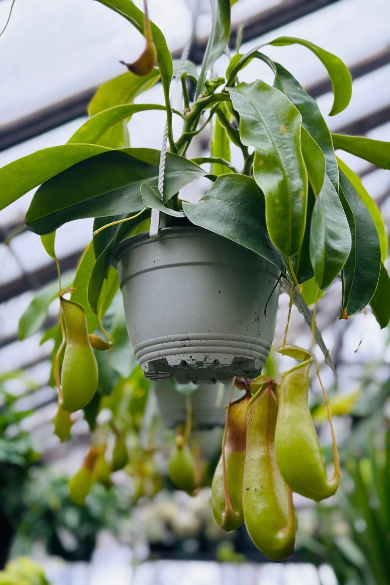 Pitcher Plant  6" Hanging Basket