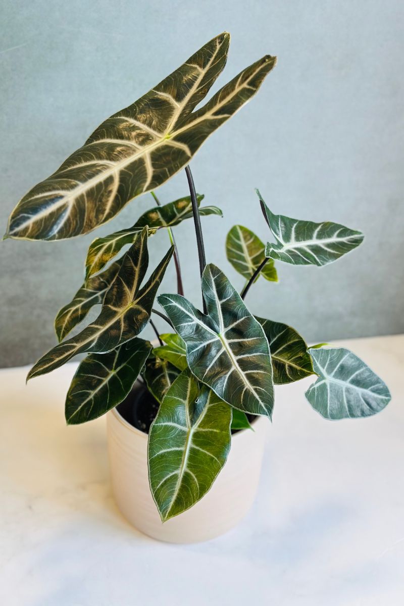 Alocasia, Ebony 6"