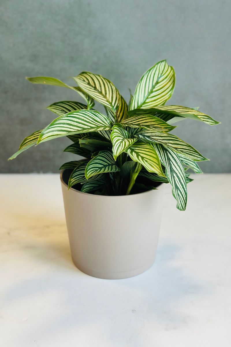 Calathea, Vitatta 6"