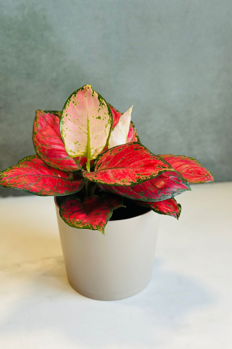 Chinese Evergreen, Very Red 6"