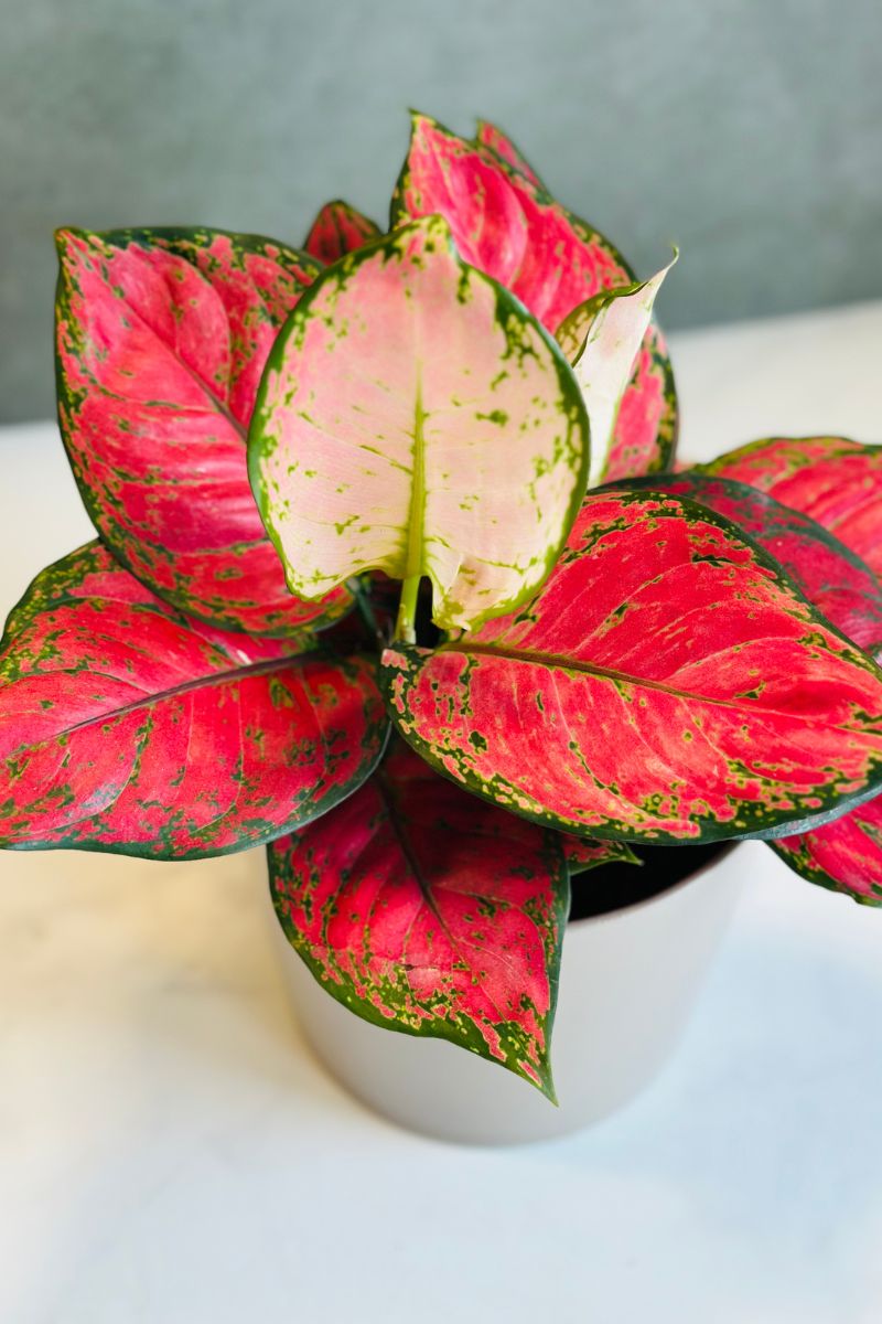 Chinese Evergreen, Very Red 6"