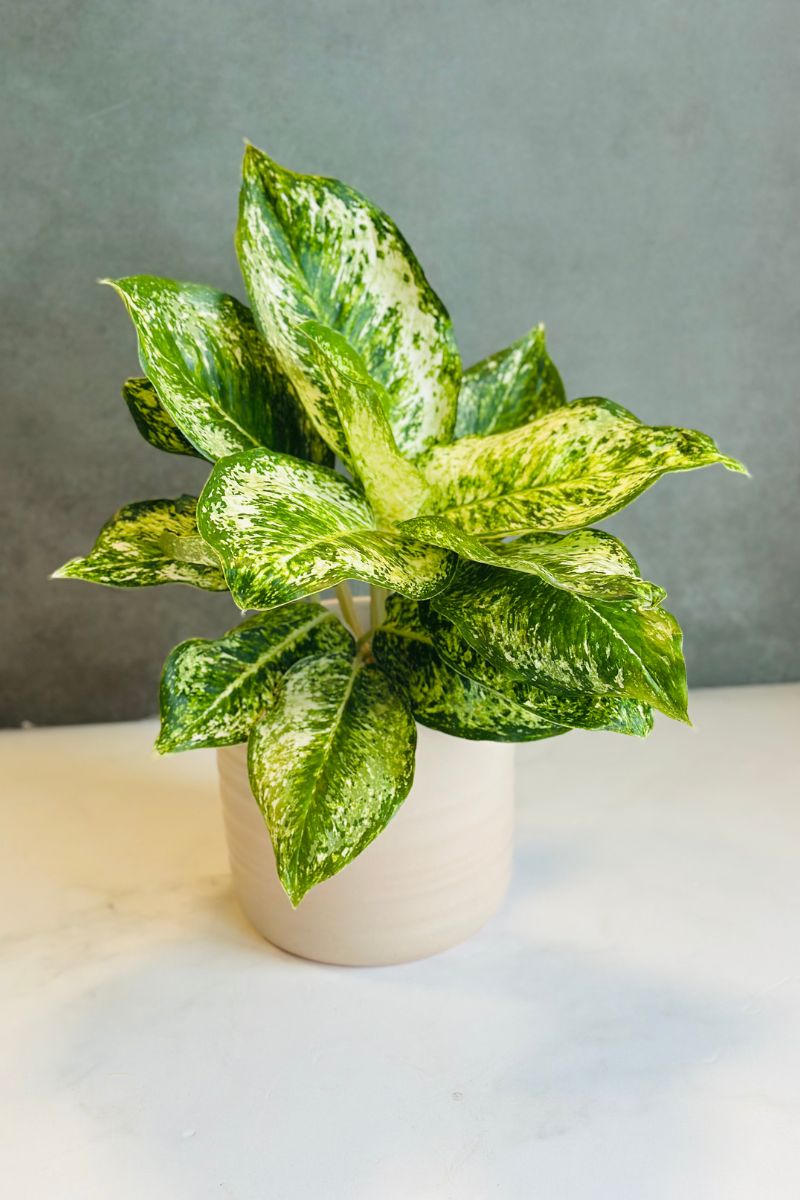 Chinese Evergreen, White Rose 6"