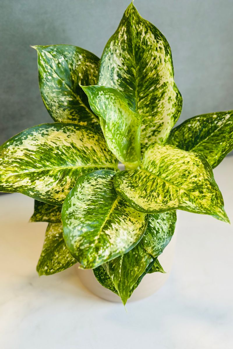 Chinese Evergreen, White Rose 6"