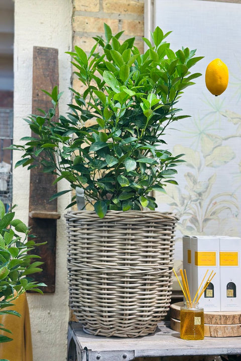 Citrus Calamondin Bush 10"