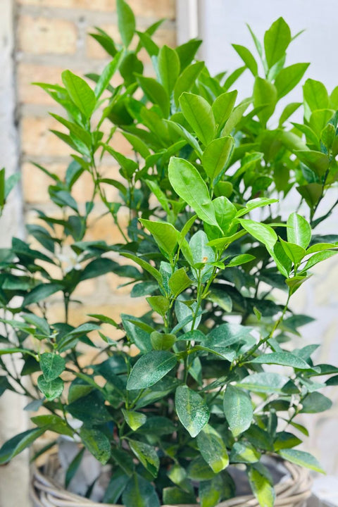 Citrus Calamondin Bush 10"