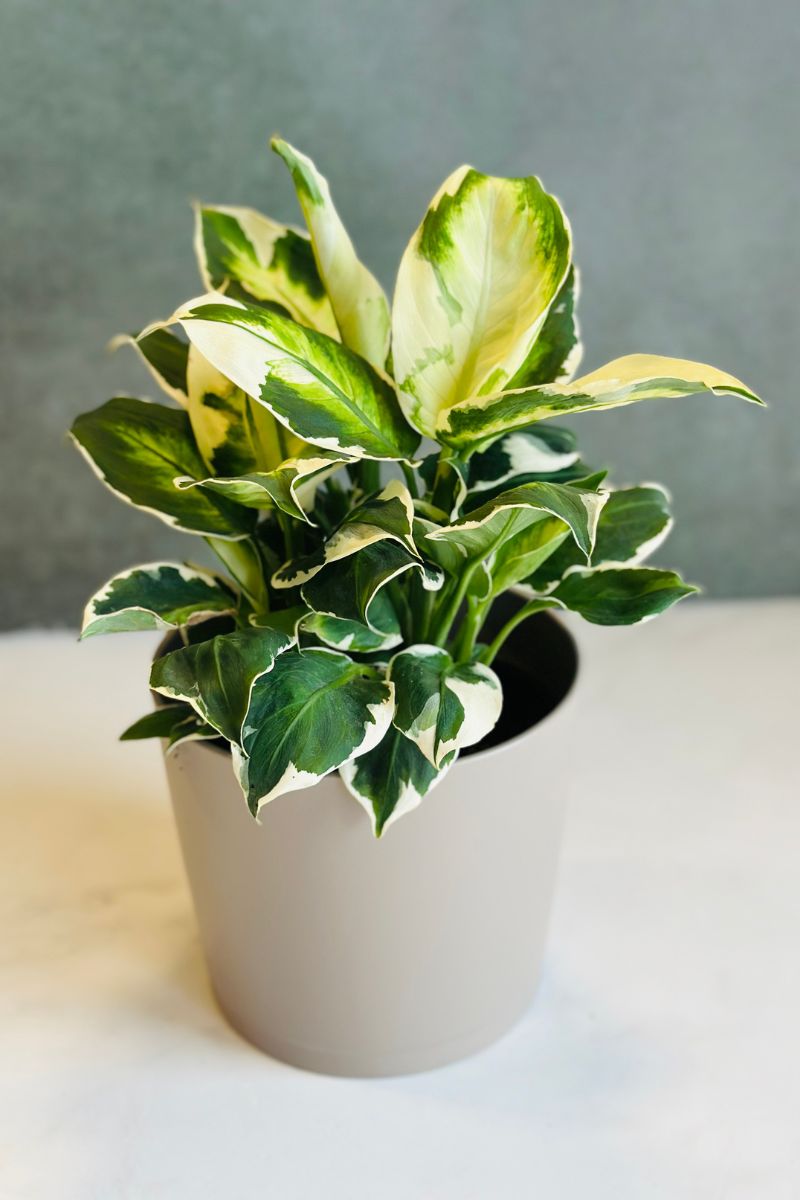 Dieffenbachia, Cool Beauty 6"