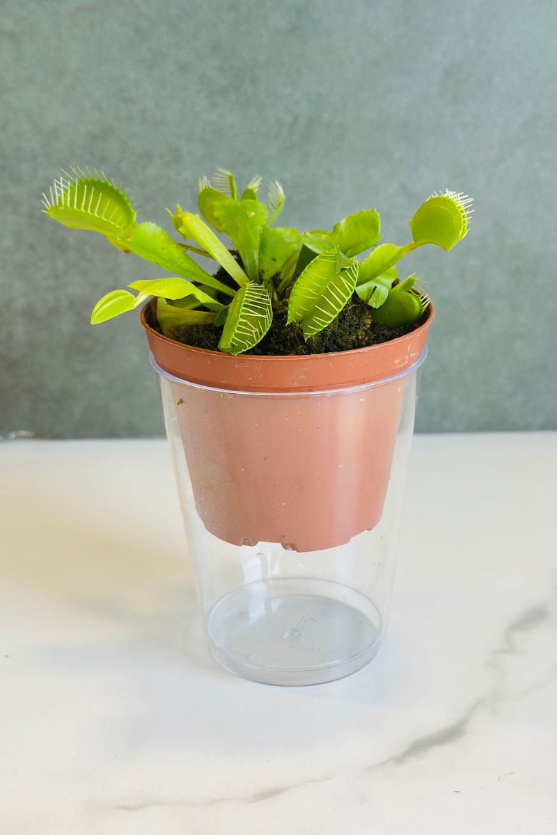 Venus Fly Trap, Assorted 3"