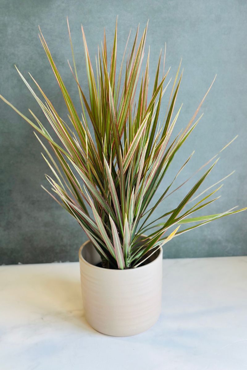 Dracaena, BiColor Bush 6"