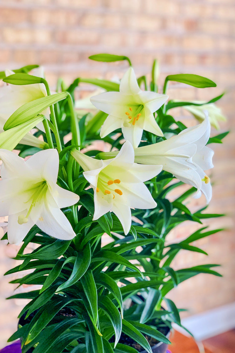 Easter Lily, 10"