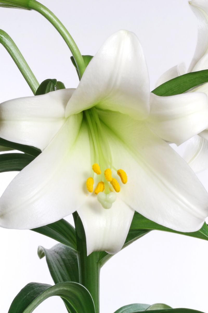 Easter Lily, 8.5"