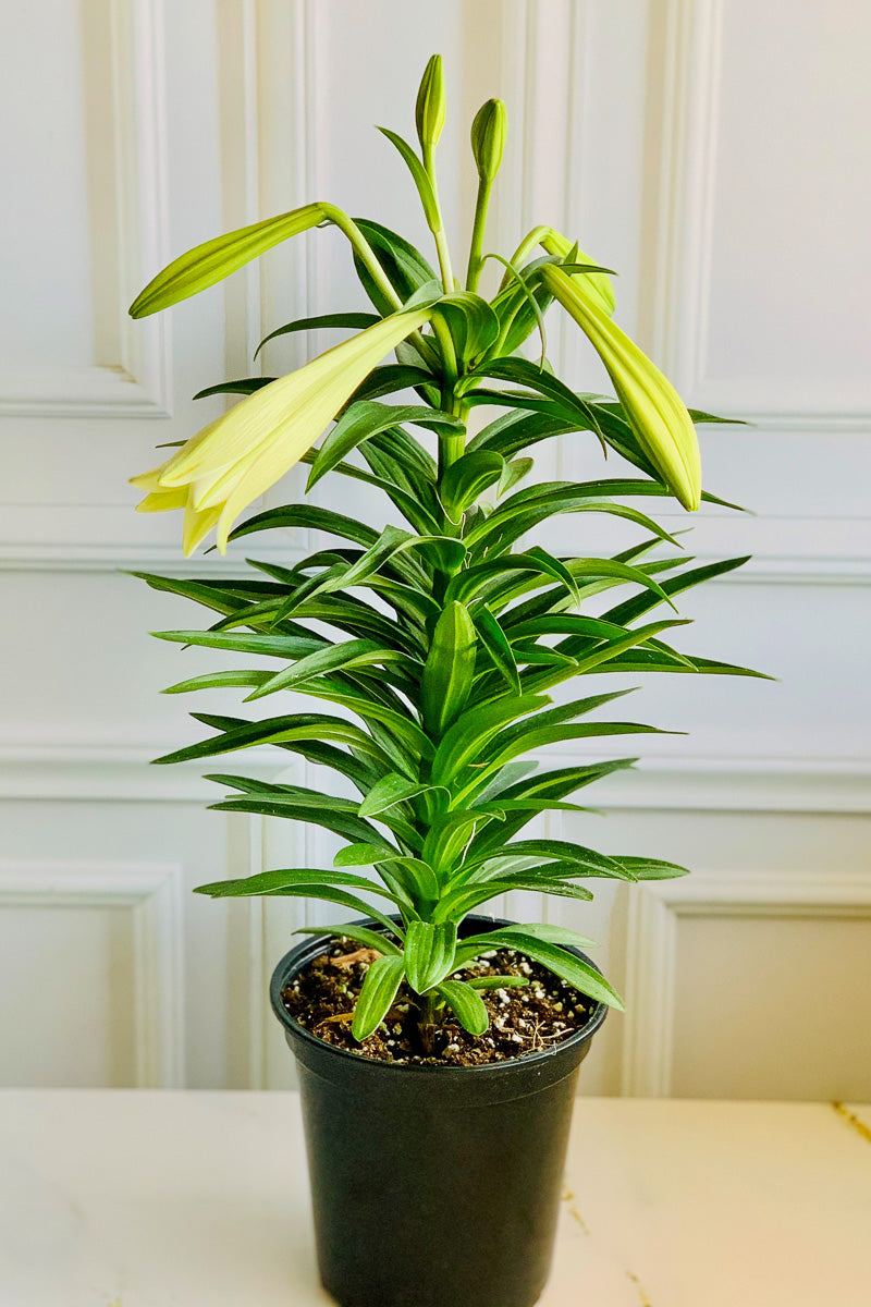 Easter Lily, 8.5"