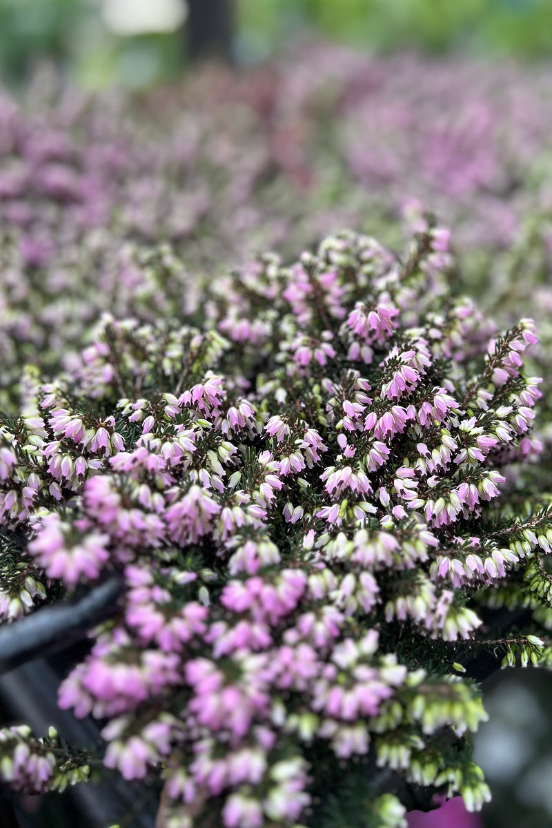 Winter Heath, Erica Darlyensis