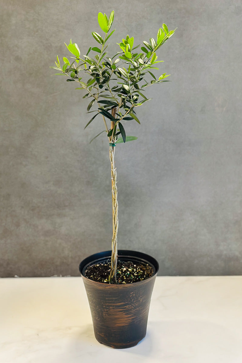 Olive Tree Arbequina, 6"