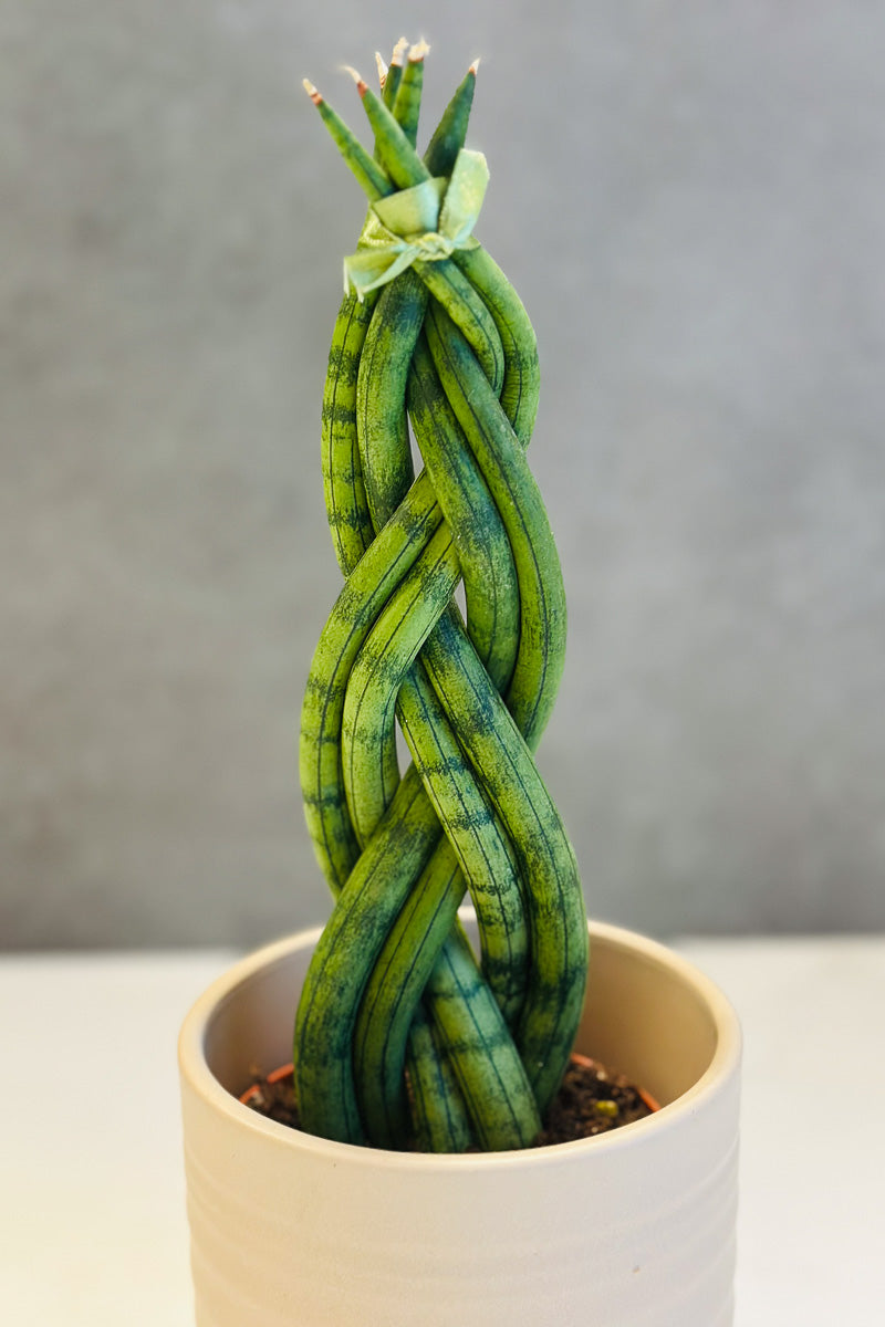 Snake Plant, Cylindrial Spear Braid 4"