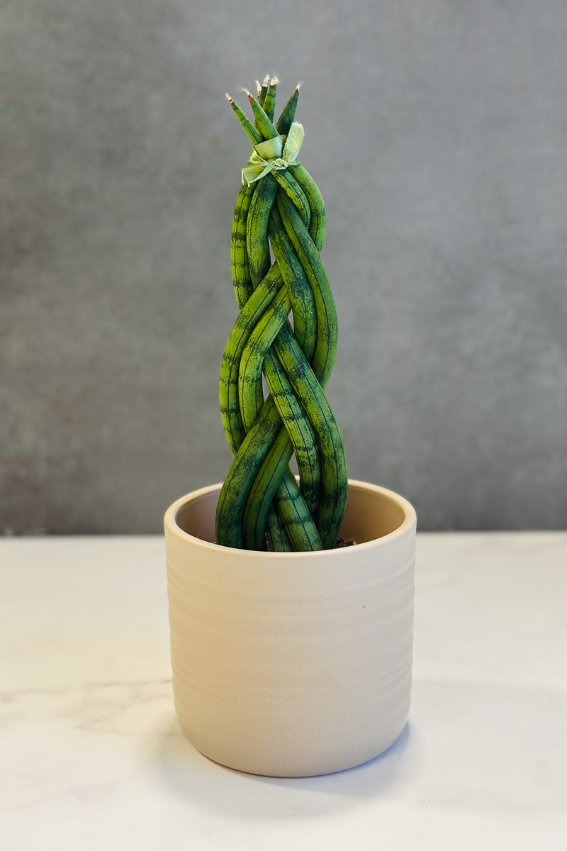 Snake Plant, Cylindrial Spear Braid 4"