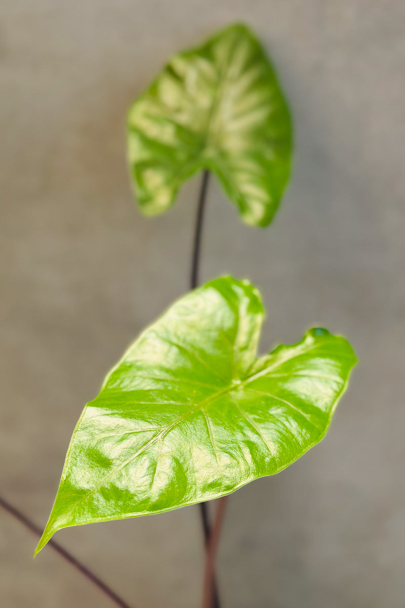 Alocasia, Dark Star 4"