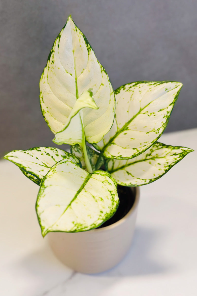 Chinese Evergreen, Super White 4"