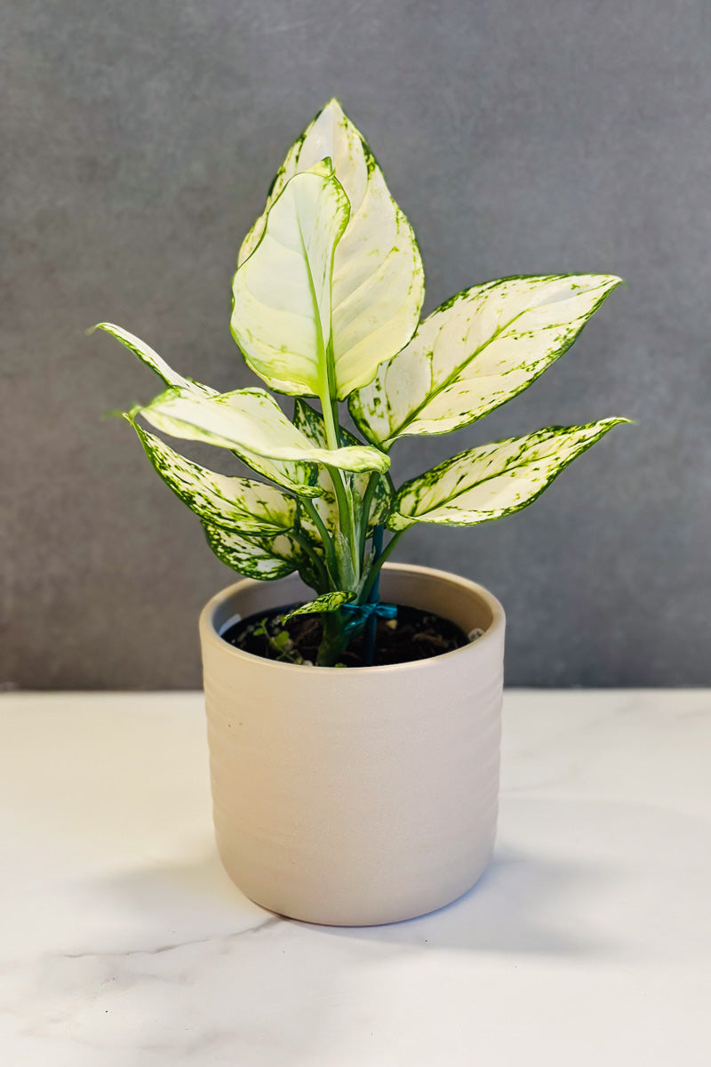 Chinese Evergreen, Super White 4"