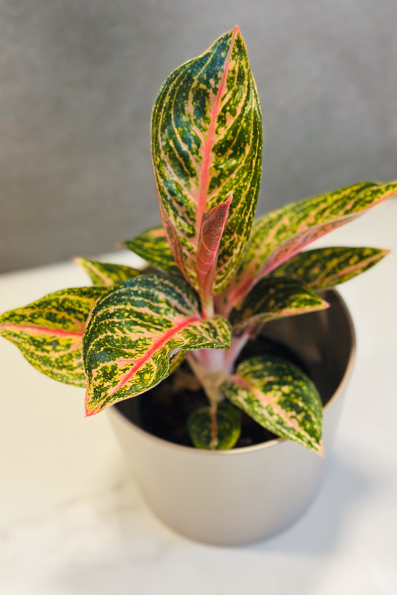 Chinese Evergreen, Golden Pink 4"