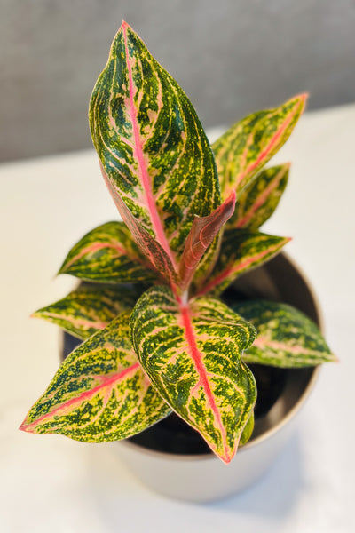 Chinese Evergreen, Golden Pink 4