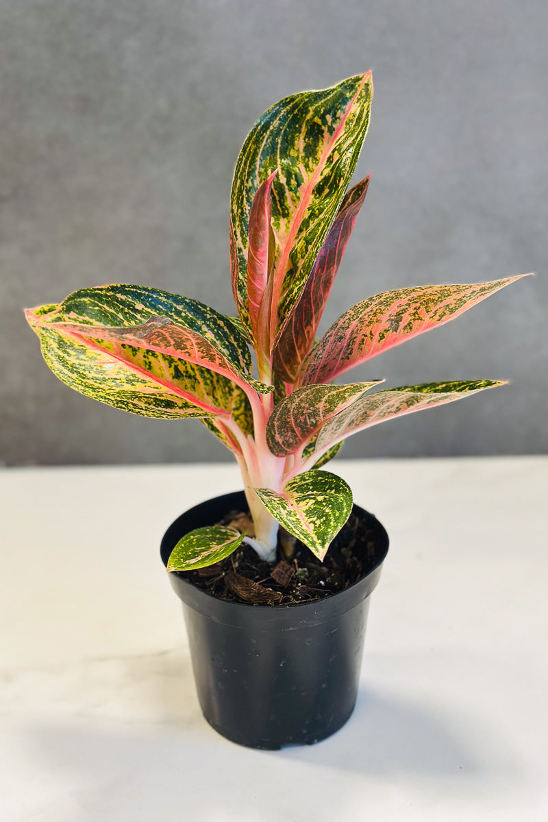 Chinese Evergreen, Golden Pink 4"