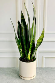 Snake Plant, Black Coral 10"