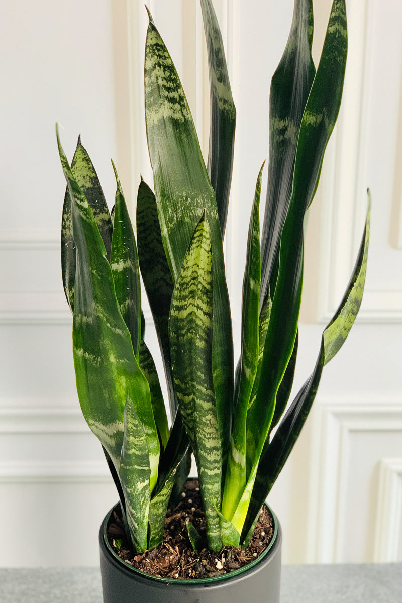 Snake Plant, Black Coral 10"